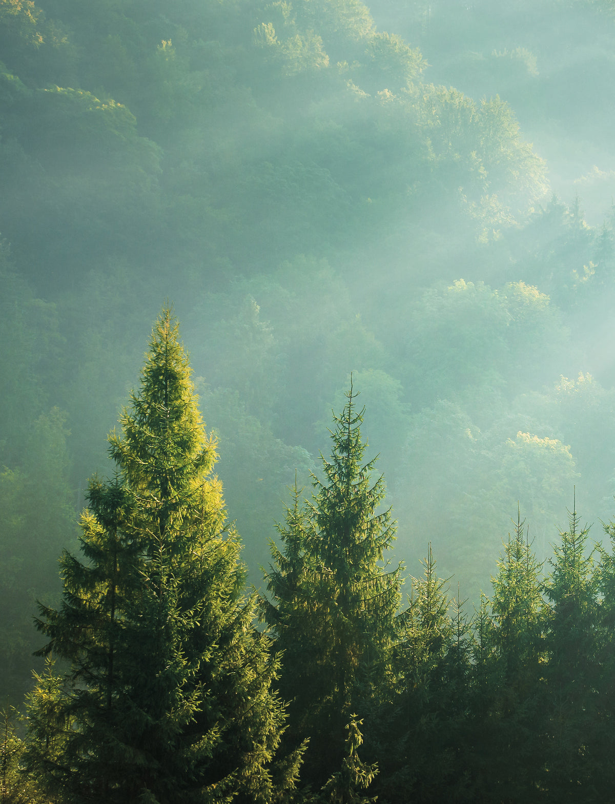 Spruce Body Oil