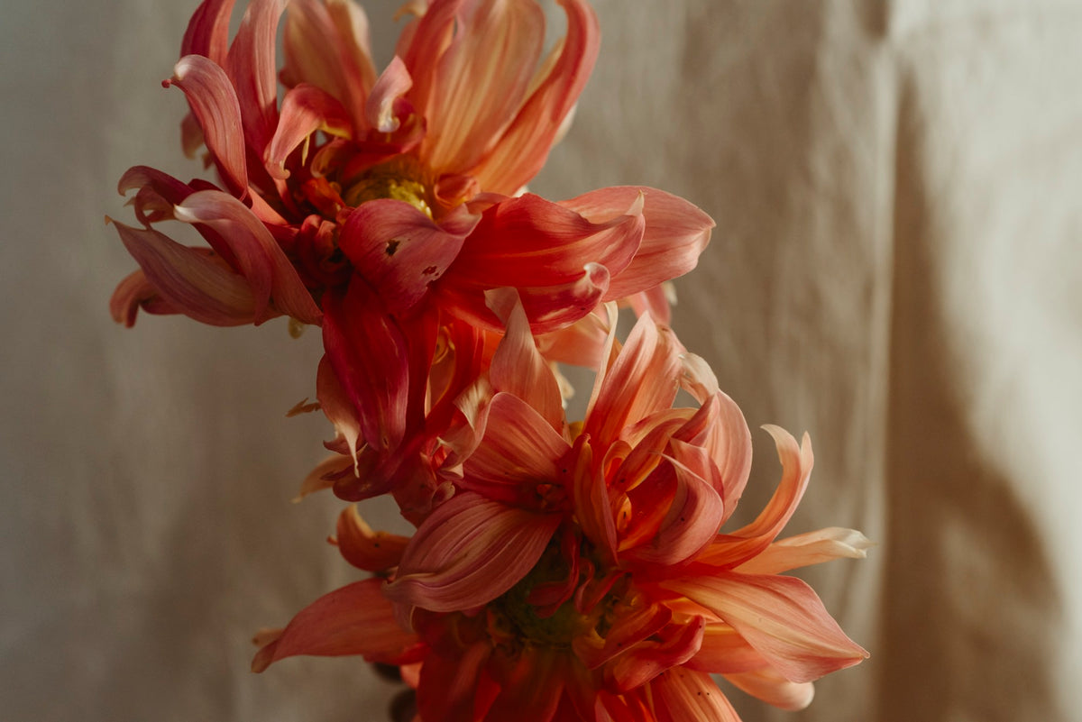 The Flower Essence Set