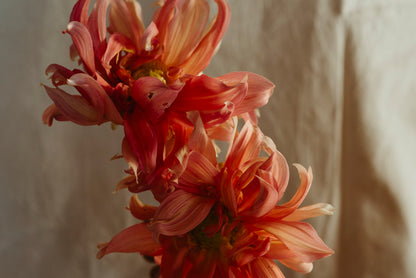 The Flower Essence Set