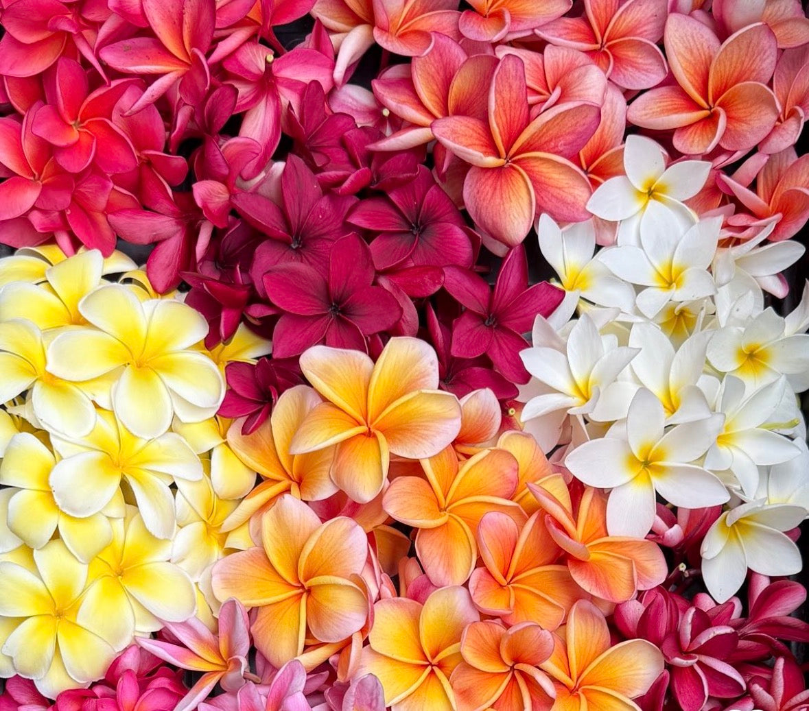 Plumeria Hair Oil