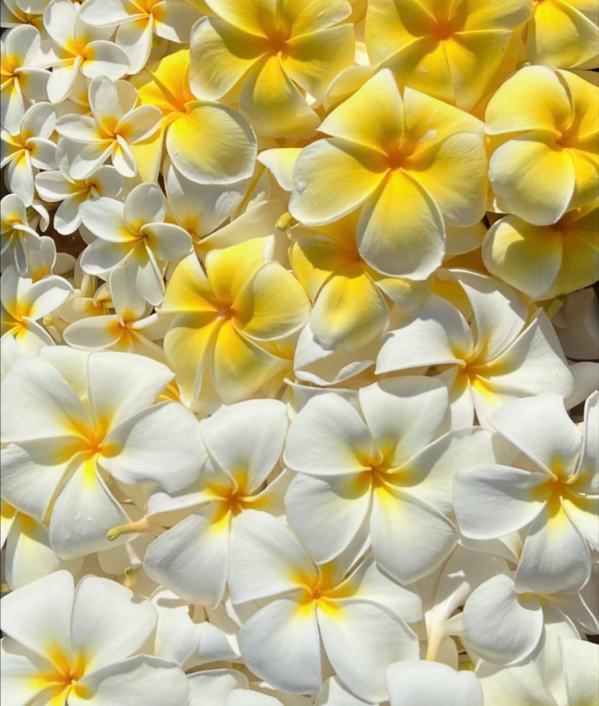 Plumeria Hair Oil