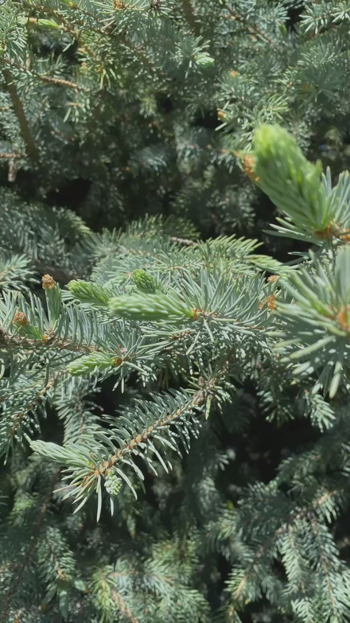 Spruce Body Oil